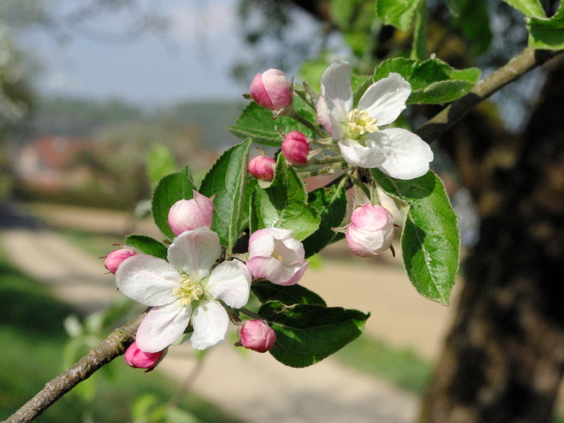 spring flowers and flowering trees french moments spring flowers and flowering trees french moments